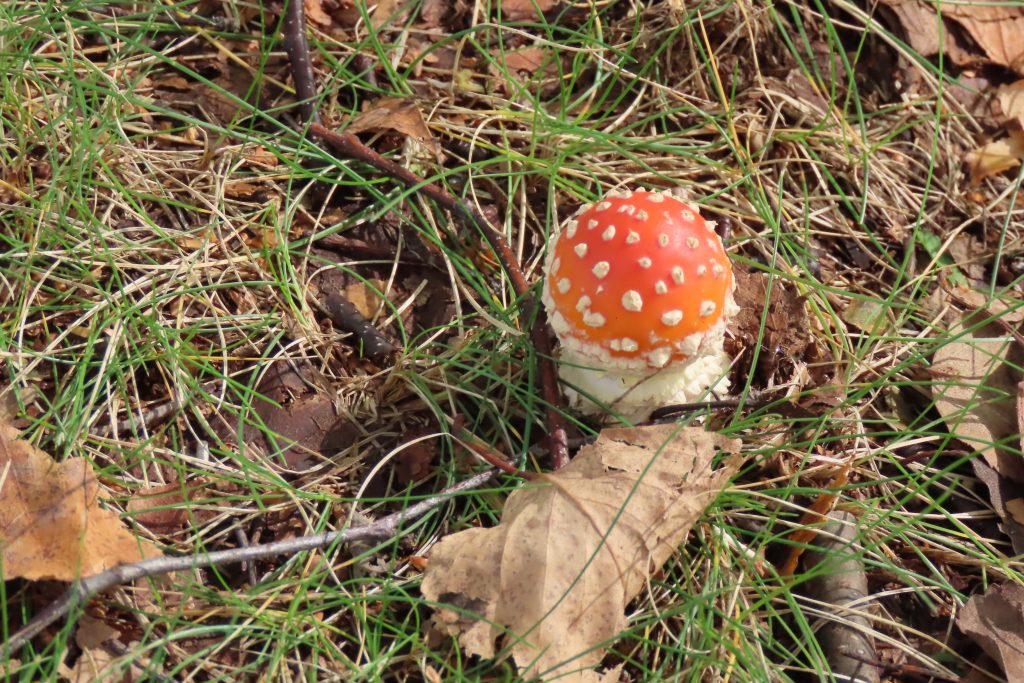 ベニテングタケの幼菌の写真