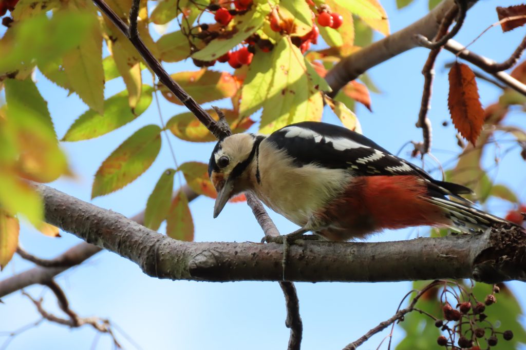 アカゲラの写真