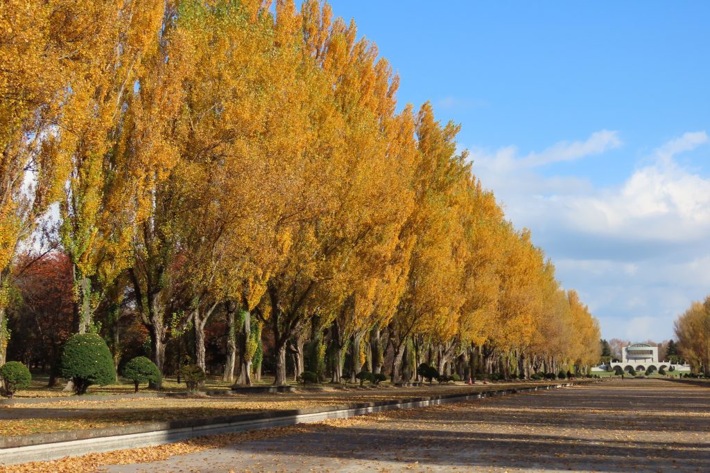 ポプラのアップの写真