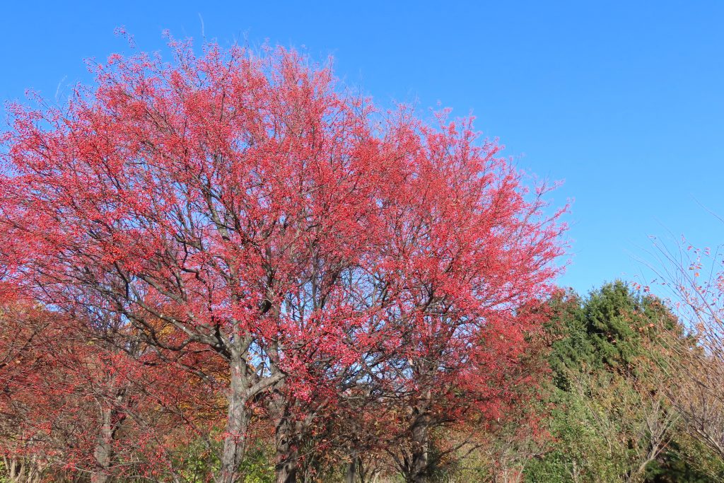 アズキナシの木に真っ赤な実がたわわになっている写真