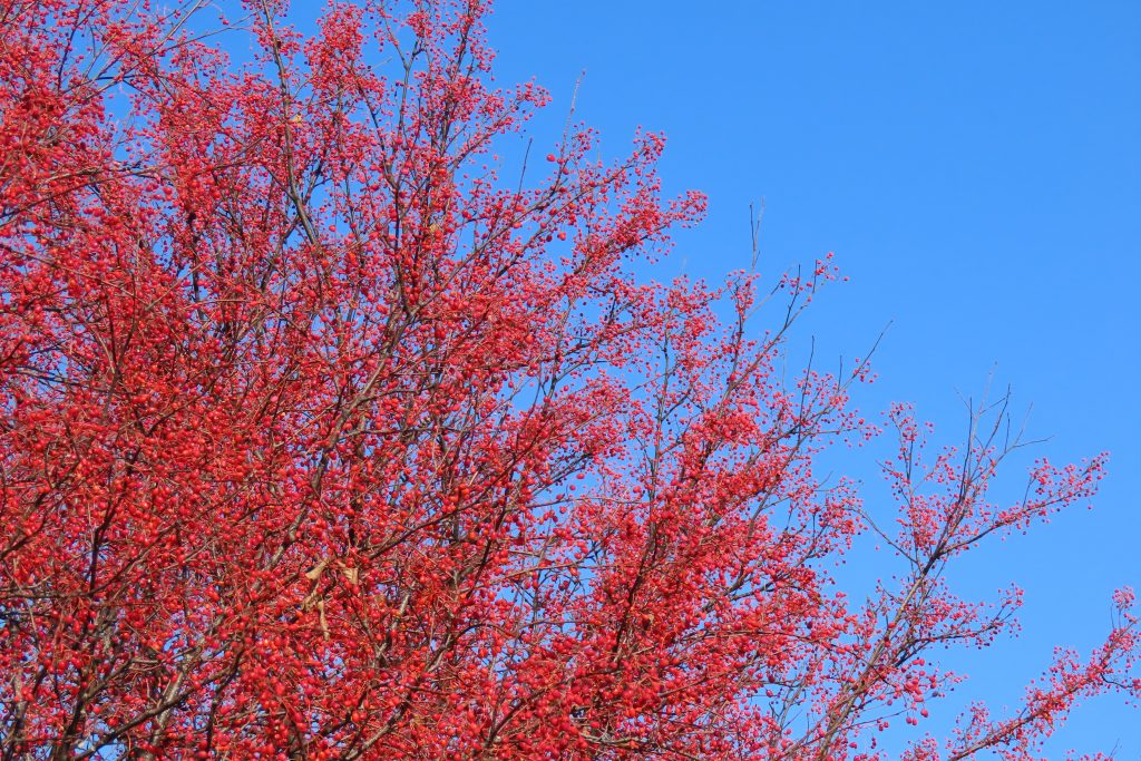 アズキナシの実の写真