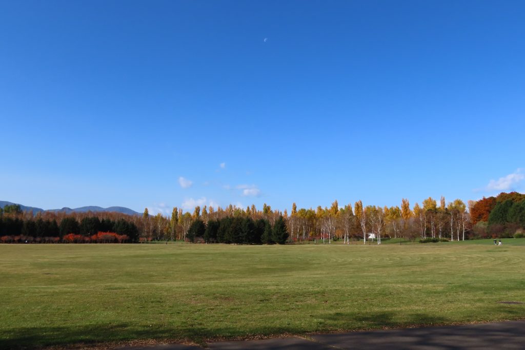 芝生広場の紅葉の写真
