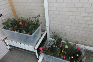 袋詰めにしたマツの枝の写真