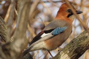 ミヤマカケスの写真