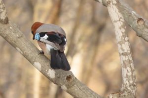 ミヤマカケスの写真