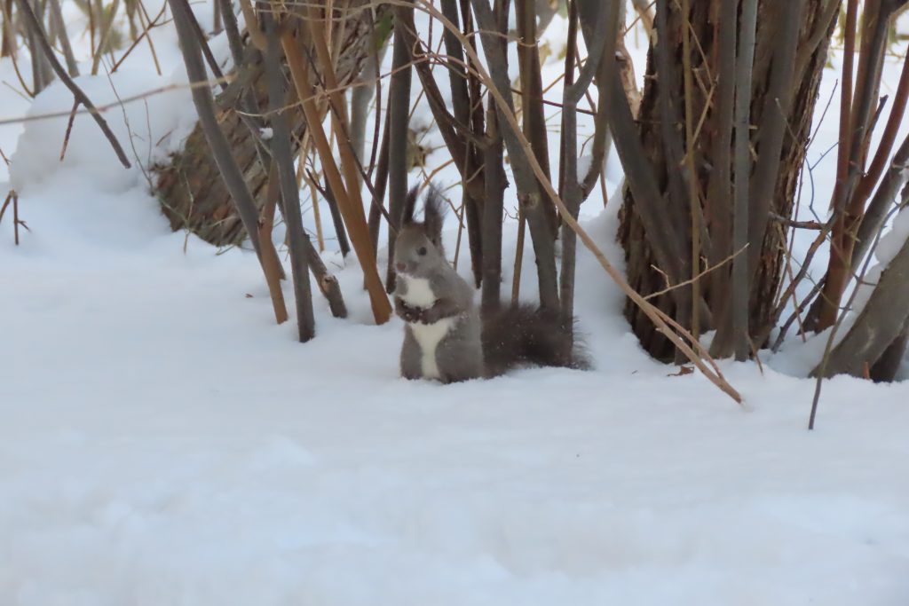 エゾリスが雪の中から出てきた写真