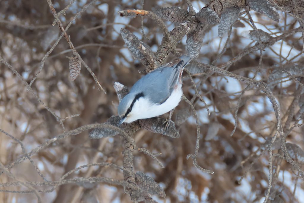 ゴジュウカラの写真