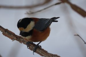 ヤマガラの写真