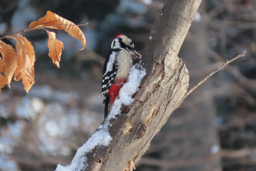 アカゲラの写真