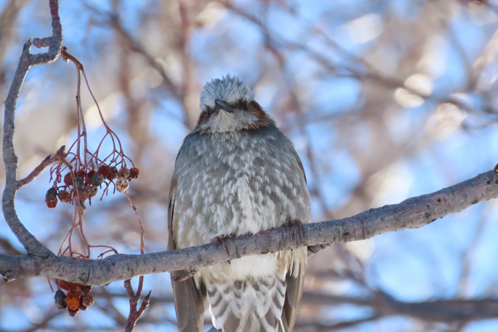 ヒヨドリの写真