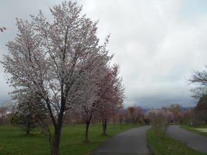 「園内の桜の様子」の画像