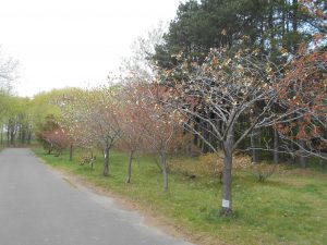 「ギョイコウが開花いたしました。」の画像