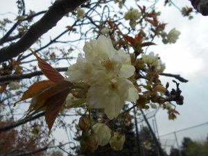 園内の桜の様子