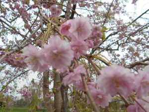 園内の桜の様子