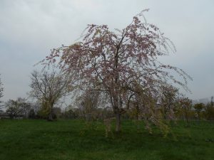 園内の桜の様子