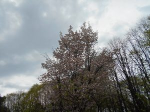 園内の桜の様子