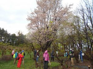 春の自然観察会