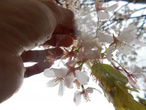 園内の桜の様子
