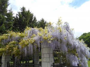 「ふじの開花状況」の画像