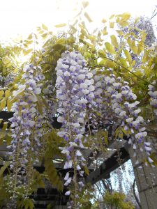 ふじの花の接写