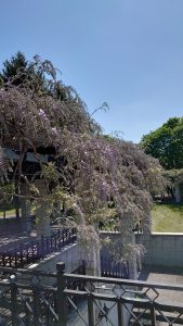 「園内の開花情報」の画像