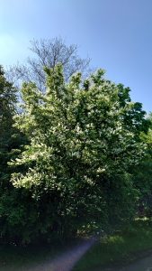 ウワミズザクラ