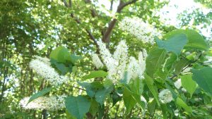 ウワミズザクラ