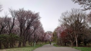 野鳥の森園路沿いのサクラ