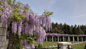 「フジの開花状況　5月24日現在」の画像