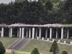 フジ開花　展望ラウンジを背にして右側