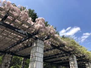 ピンク色のフジ