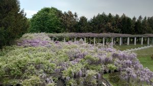 「フジの開花状況　5月21日現在」の画像