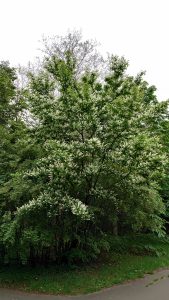 ウワミズザクラ