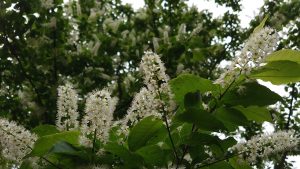 ウワミズザクラ花弁