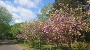 サトザクラ全景