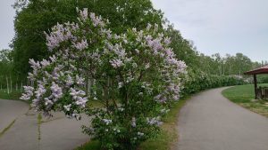 ライラック全景