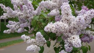 ライラック花弁