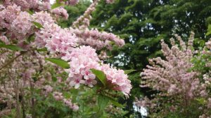 タニウツギ花弁