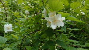 バイカウツギ花弁