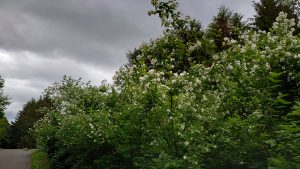 ラウンジ裏バイカウツギ