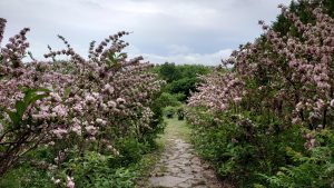 花木園タニウツギ