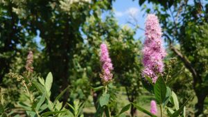 ホザキシモツケ