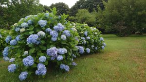 花木園アジサイ
