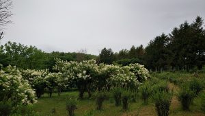 花木園ノリウツギ