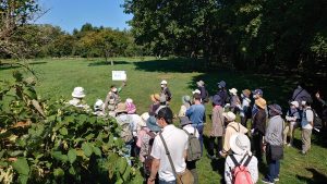 イタドリについての説明