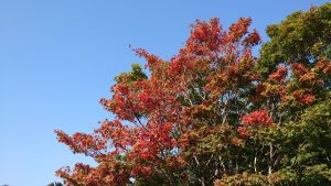 紅葉したナナカマド