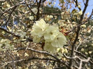 「サクラ開花状況　5月5日」の画像