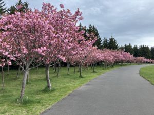 「サクラ・フジ開花状況5月12日　」の画像