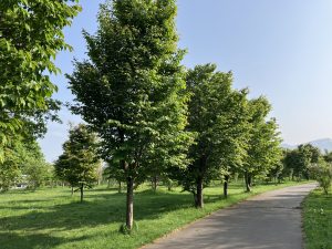 「サクラ、フジ開花状況5月17日」の画像
