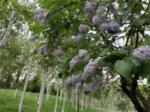 「サクラ、フジ開花状況5月21日」の画像